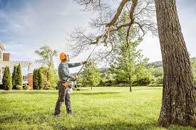 How Our Tree Care Process Works  in Montebello, CA